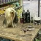 AmiryanVet  - Первая ветеринарная клиника