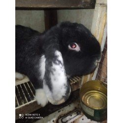 Ճագարների ֆերմա Գորիս