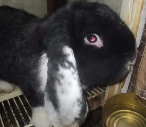Rabbit Farm Goris
