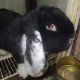 Rabbit Farm Goris