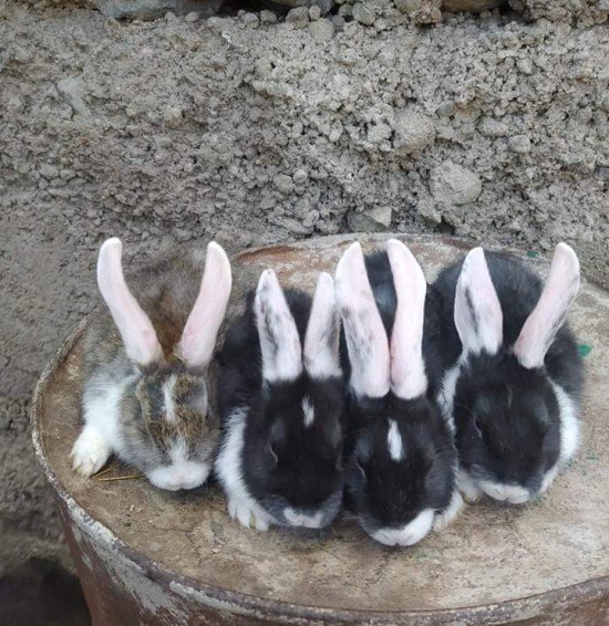 Rabbit Farm Goris