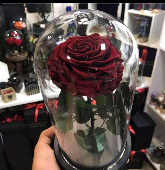 Durable roses