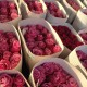 Online sale of fresh flowers in Gyumri