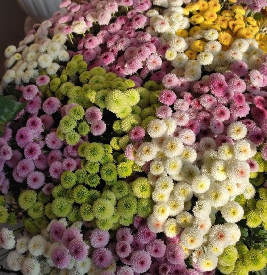 Online sale of fresh flowers in Gyumri