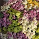 Online sale of fresh flowers in Gyumri