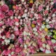 Online sale of fresh flowers in Gyumri