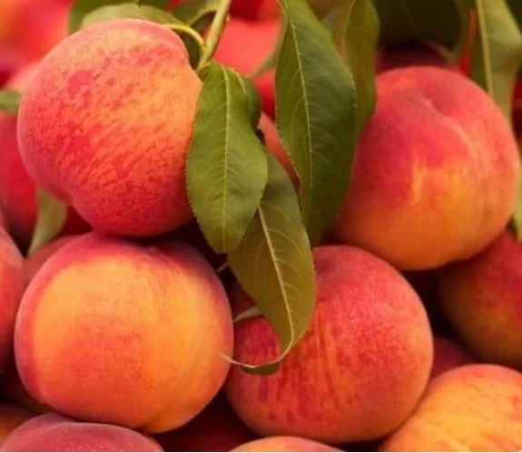 FRUIT TREES - TRANSPLANT